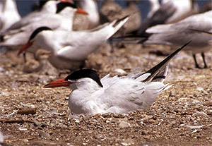 Source page: http://luirig.altervista.org/cpm/thumbnails2.php?search=Caspian+Tern+Chicks+in+Nest