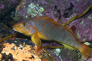 Source page: http://www.sanctuarysimon.org/species/species_photo_info.php?photoID=1187&speciesID=9&search=genus&name=&group=&taxonomicGroup=Bony%20fishes