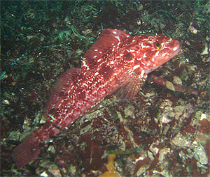 Source: http://www.sanctuarysimon.org/photos/photo_info.php?photoID=255&search=kw&speciesSearchTerm=&keywordSearchTerm=greenling&locationSearch=&s=20&page=2
