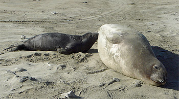 Source: http://www.photolib.noaa.gov/htmls/anim0378.htm
