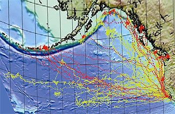 Source: http://www.sanctuarysimon.org/monterey/sections/specialSpecies/elephant_seal.php