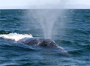 Source: http://www.photolib.noaa.gov/htmls/anim1722.htm