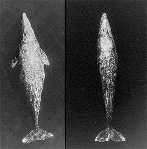 Source: http://swfsc.noaa.gov/textblock.aspx?Division=PRD&ParentMenuId=211&id=16464