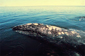 Source: http://www.nmfs.noaa.gov/pr/health/mmume/fund.htm
