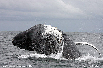 Source: hhttp://www.sanctuarysimon.org/photos/photo_info.php?photoID=1485&search=sp&speciesSearchTerm=401&keywordSearchTerm=&locationSearch=&s=0&page=1