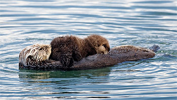 Source: From Wikipedia commons (http://commons.wikimedia.org/wiki/File:Sea_otter_nursing02.jpg)