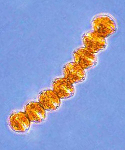 Alexandrium dinoflagellates from Brian Bill, NOAA Northwest Fisheries Center