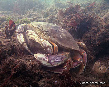 source page: http://www.dfw.state.or.us/mrp/shellfish/crab/lifehistory.asp