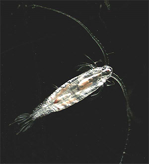 source page: http://www.glerl.noaa.gov/pubs/photogallery/Waterlife/pages/0737.html