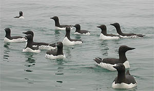 Source web page: Source web site: http://www.pmel.noaa.gov/foci/ice06/FOCI_Ice2006_birdVarieties.html