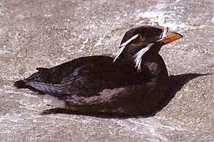 Source web page: http://www.on.ec.gc.ca/wildlife/wildspace/life.cfm?ID=rhau&Page=Image&Lang=e