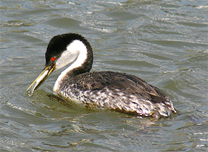 Web page source: http://www.sanctuarysimon.org/species/species_photo_info.php?photoID=3278&speciesID=323&search=genus&name=&group=&taxonomicGroup=Seabirds%20and%20shorebirds