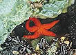 Sea star: Image credit-Alaska Dept. of Fish and Game