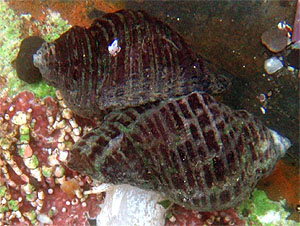 Web page source: http://commons.wikimedia.org/wiki/File:Mating_whelks_at_tide_pools.jpg